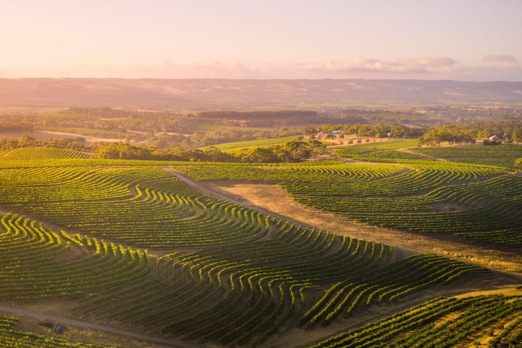 little-ing-wine-tours-mclaren-vale