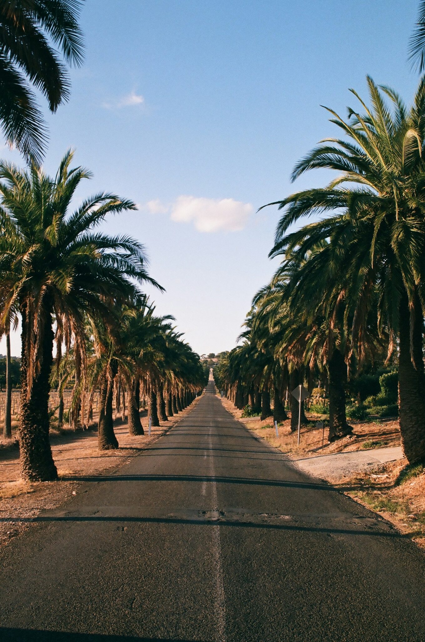 The palm-lined avenue at Seppeltsfield in the Barossa Valley
