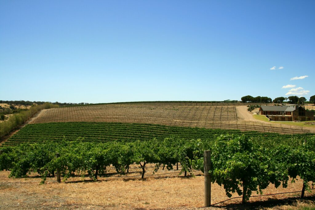 Vines at Rockford Wines on Krondorf Road, Barossa Valley