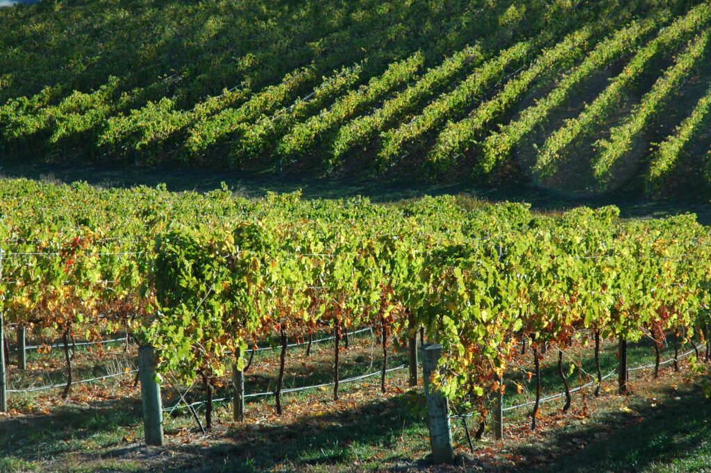 Hillside vineyard rows at Nepenthe in the Adelaide Hills
