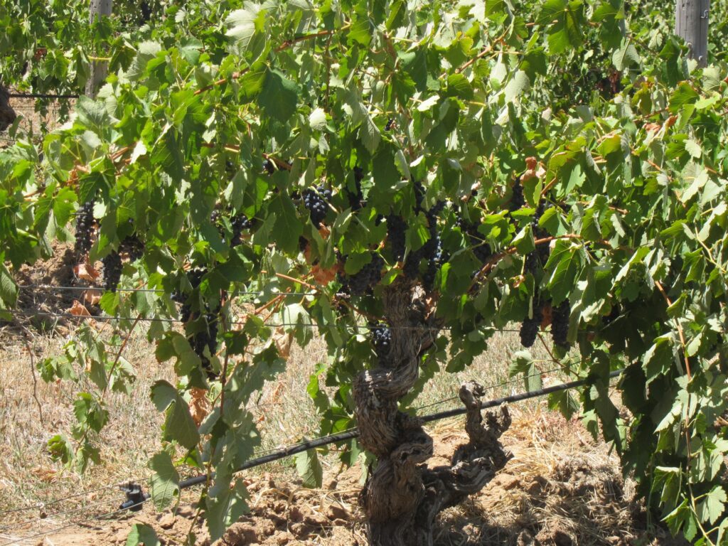 A gnarled old vine at Langmeil Winery in the Barossa Valley