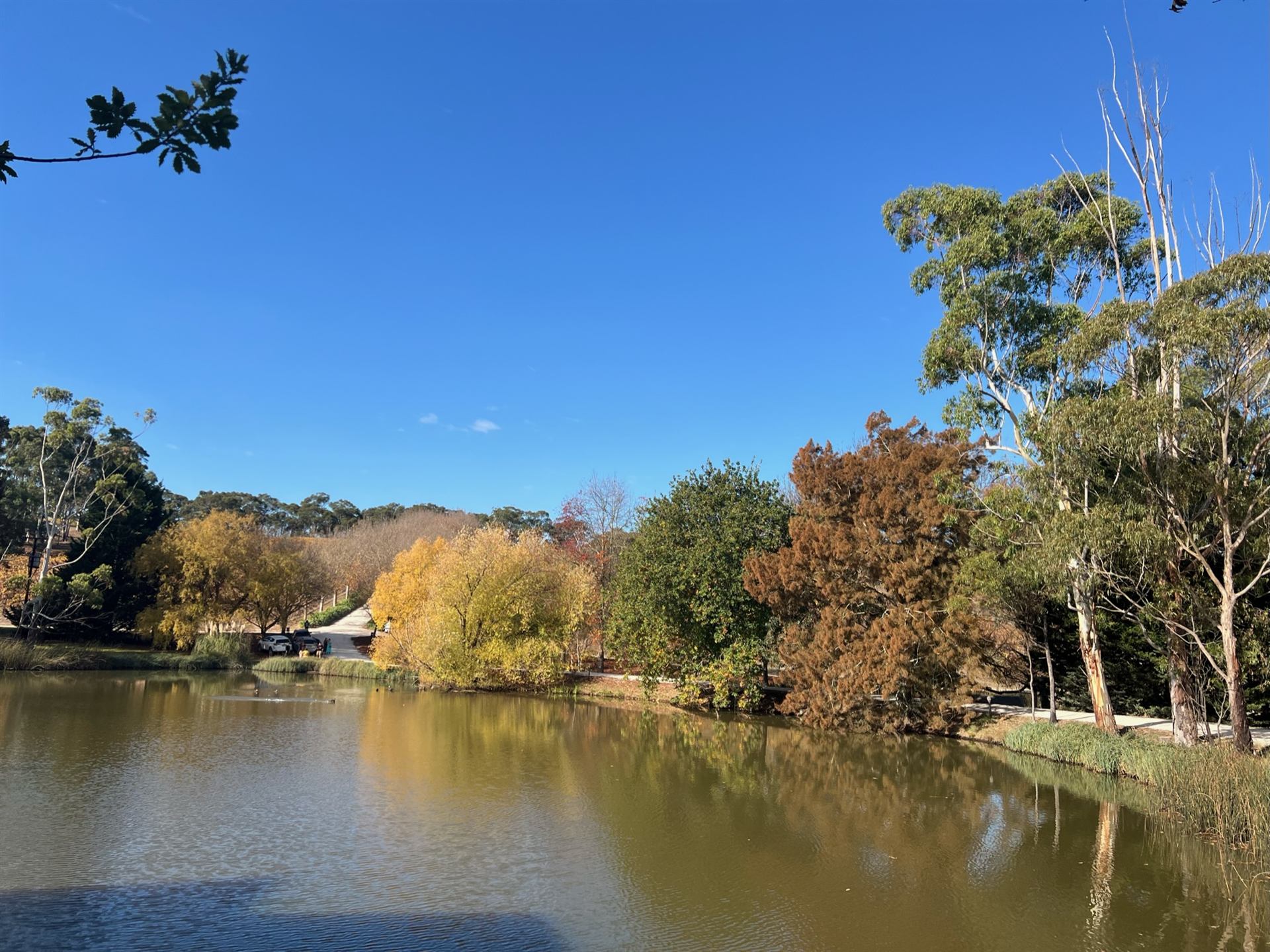 Autumn trees beside a lake in the Adelaide Hills