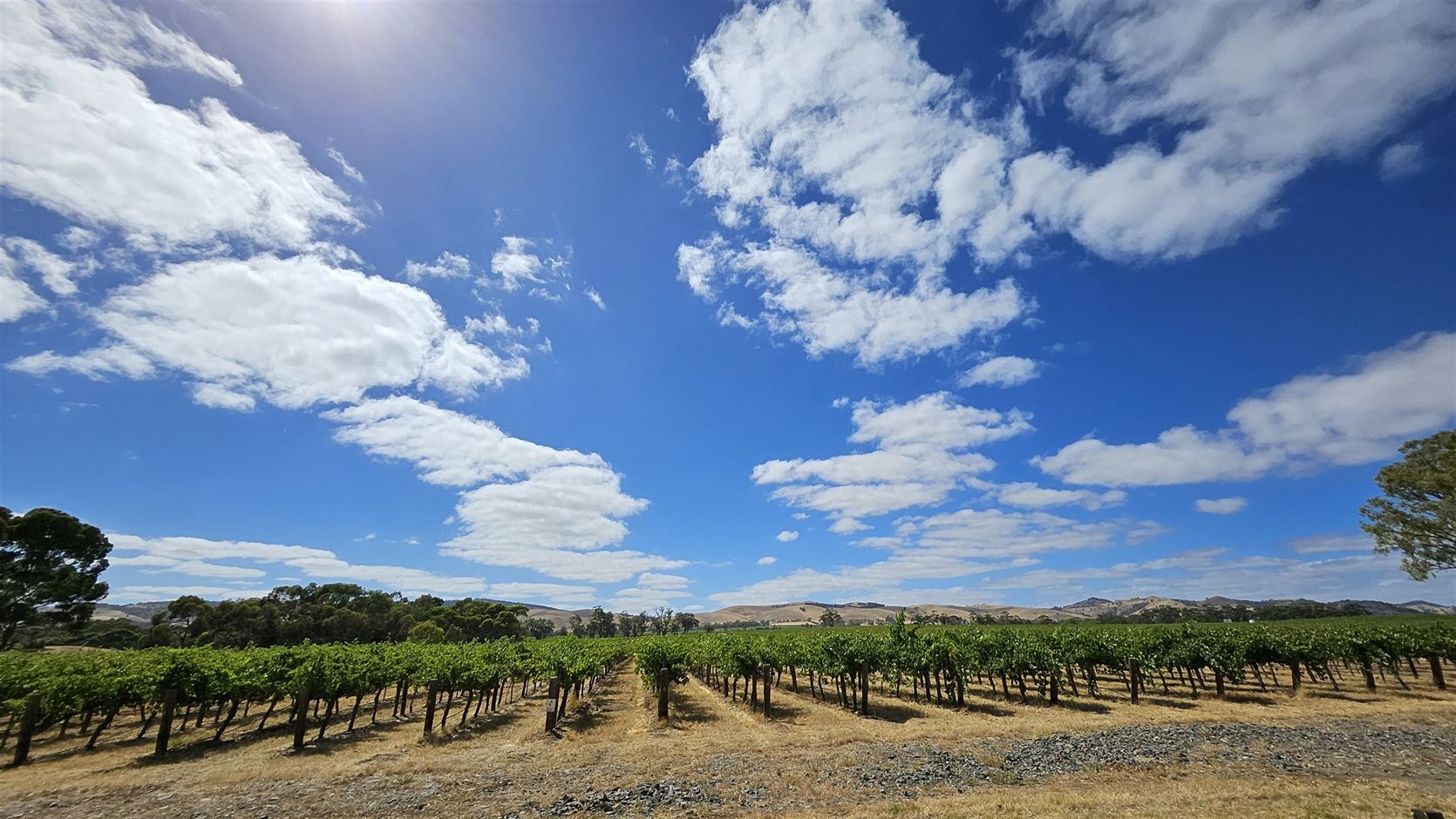 Big blue sky over vineyard rows in the Adelaide Hills
