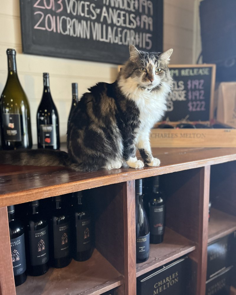 cellar door cat sitting on the wine shelves